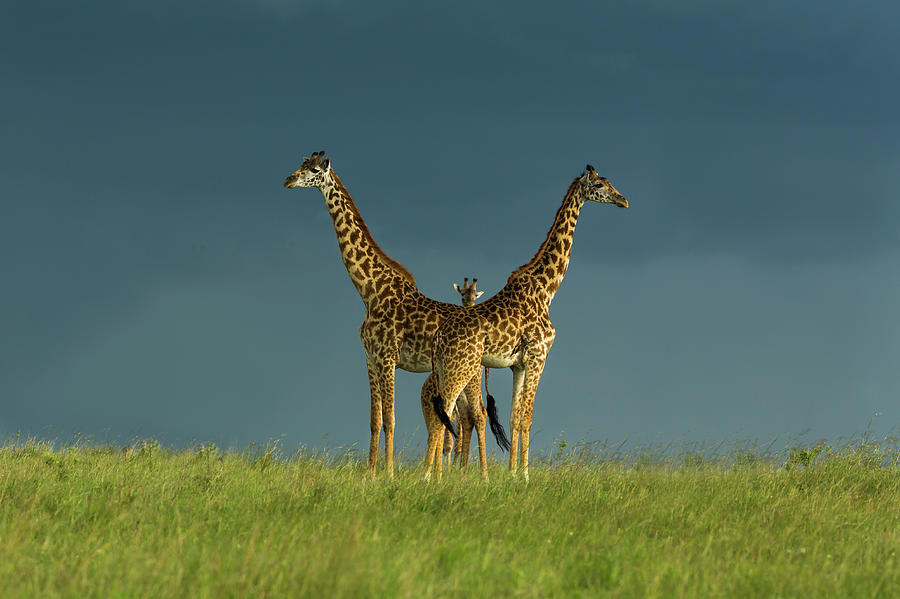Wildlife Photograph - Between The Two by Massimo Mei