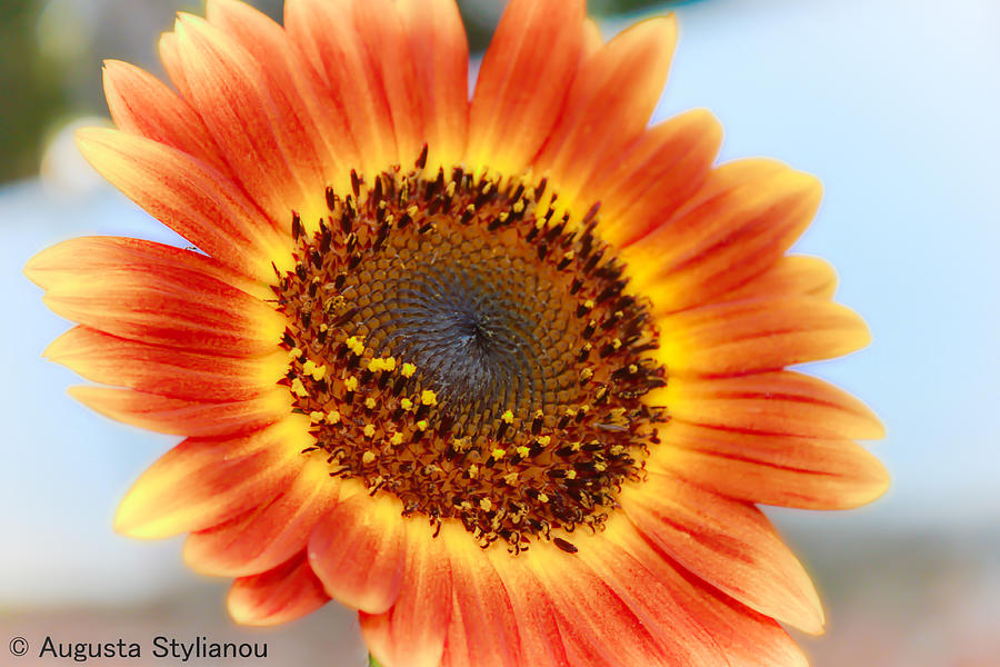 Beautiful Sunflower #3 Digital Art by Augusta Stylianou