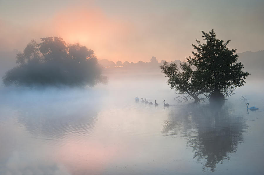 Fall Photograph - Bevy herd of swans on misty foggy Autumn Fall lake by Matthew Gibson
