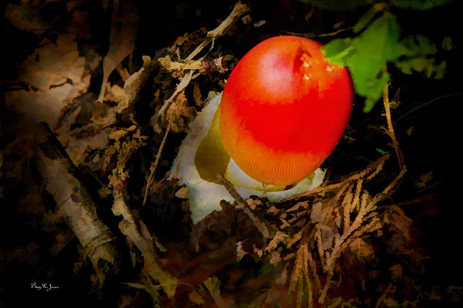 Poisonous Mushroom - Red - Beware Photograph by Barry Jones