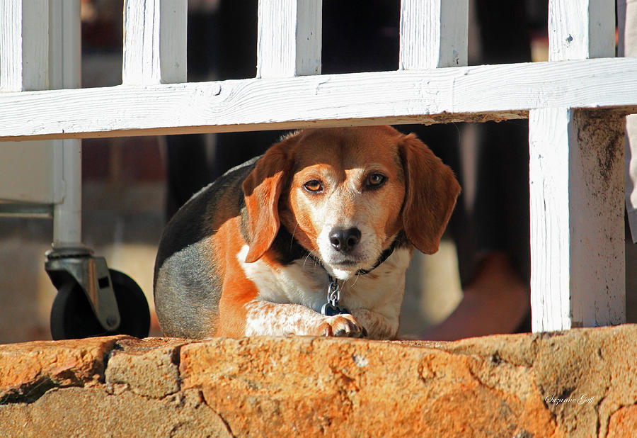 Beagle Photograph - Beware - Guard Beagle on Duty by Suzanne Gaff
