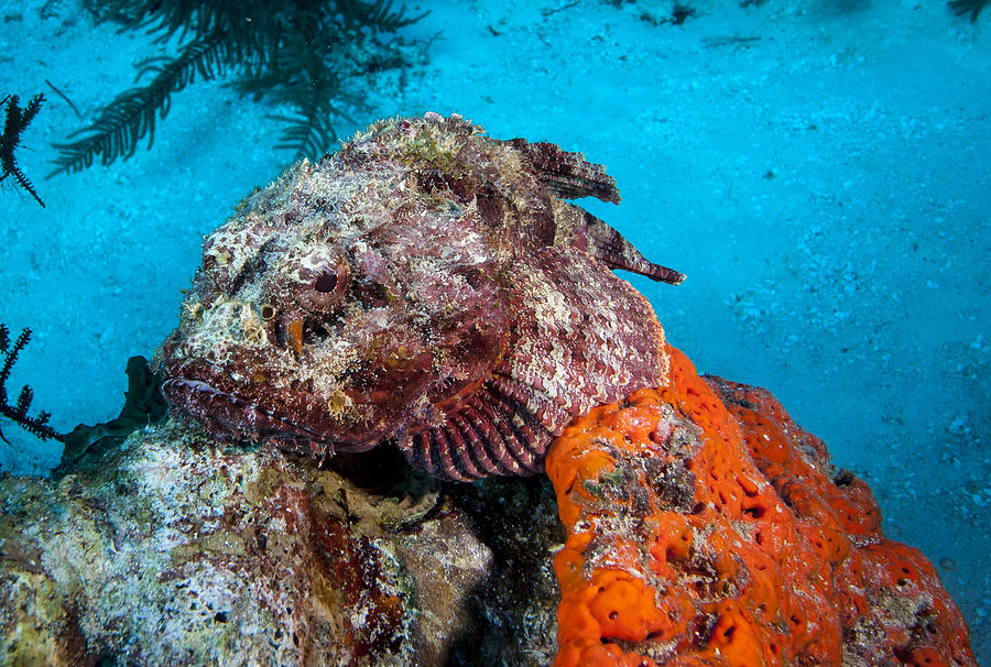 Beware the Scorpion fish Photograph by Jean Noren