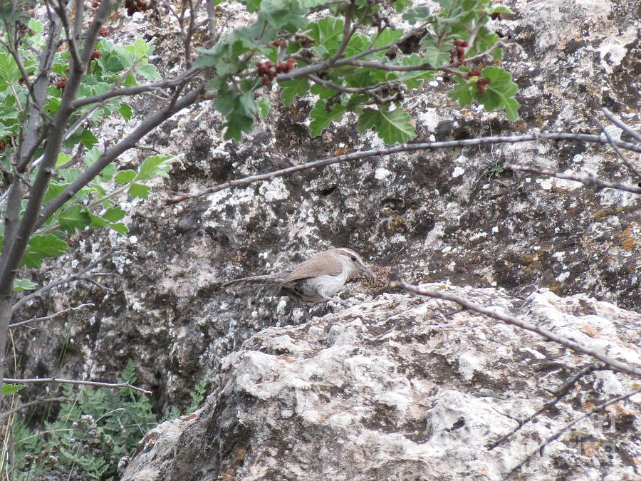 Bewicks Wren on the Canyon Wall Photograph by Aimee Mouw