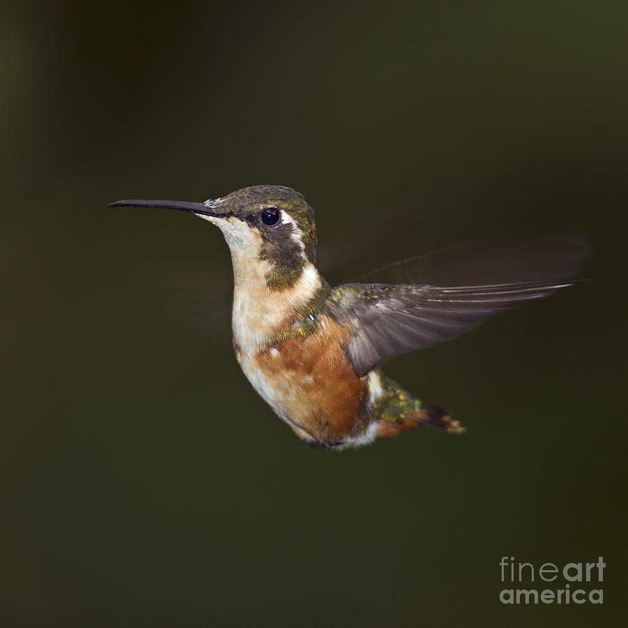 Hummingbird Photograph - Bewinged Star of the Woods... by Nina Stavlund