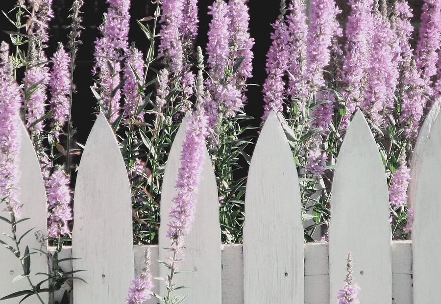 Beyond A Gardens Picket Fence Photograph by Angela Davies