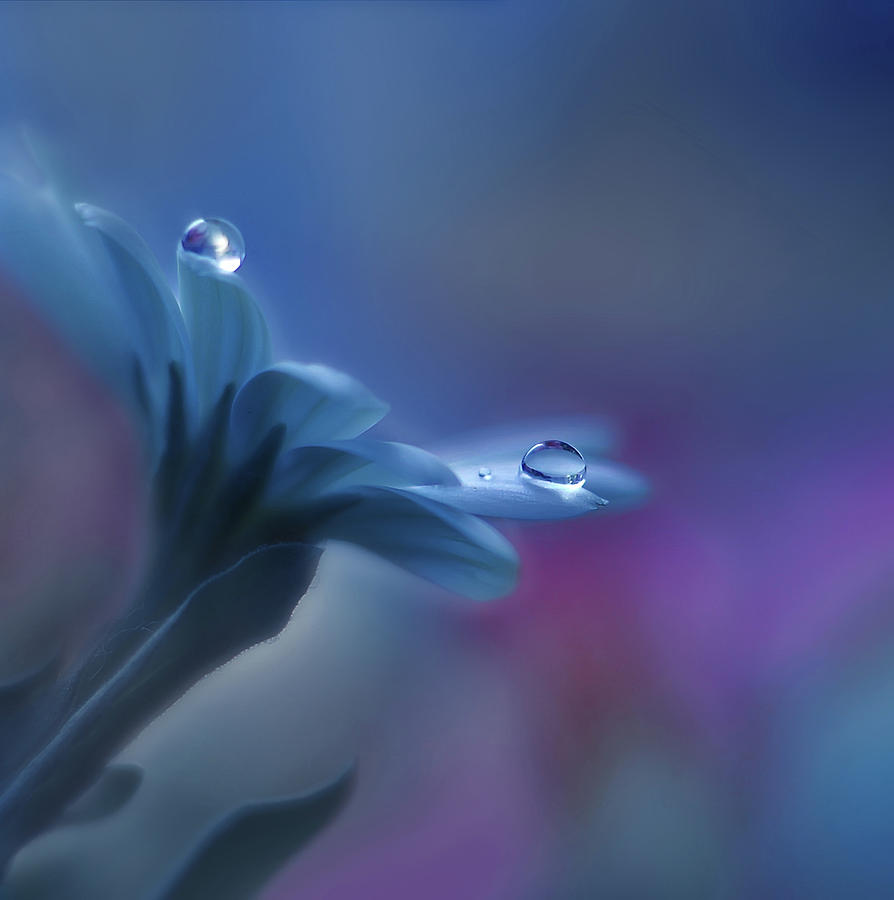 Flower Photograph - Beyond Mind And Heart... by Juliana Nan