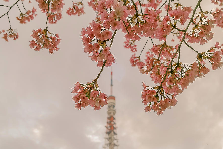Beyond The Cherry Blossoms Photograph by Xperiane Photography