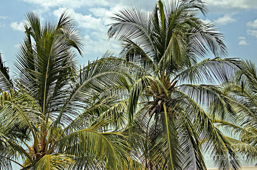 Beyond the Palms Photograph by Bob Hislop