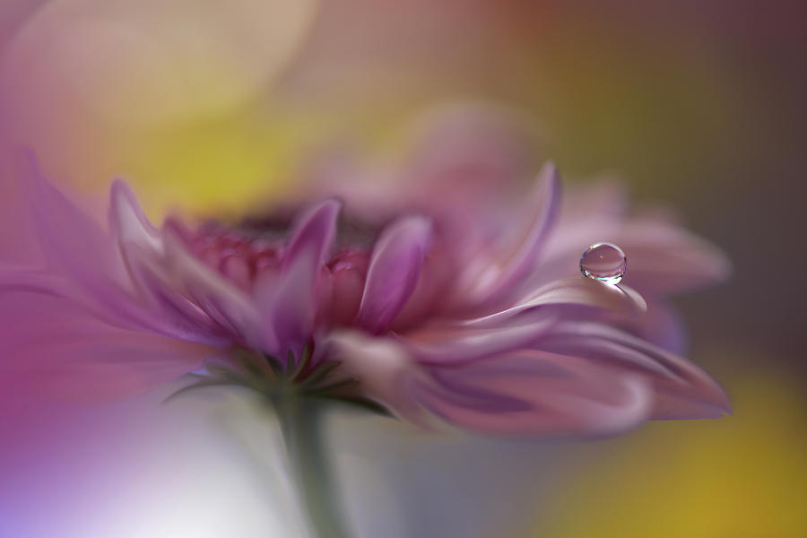 Flower Photograph - Beyond Words... by Juliana Nan Flower Photograph - Beyond Words... by Juliana Nan