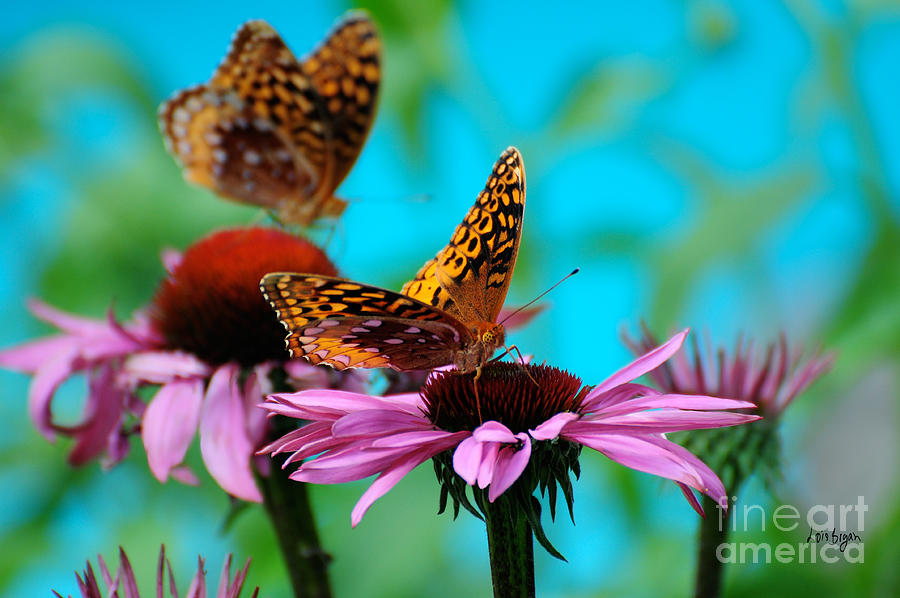 Butterfly Photograph - BFF Best Friend Flutterbyes by Lois Bryan
