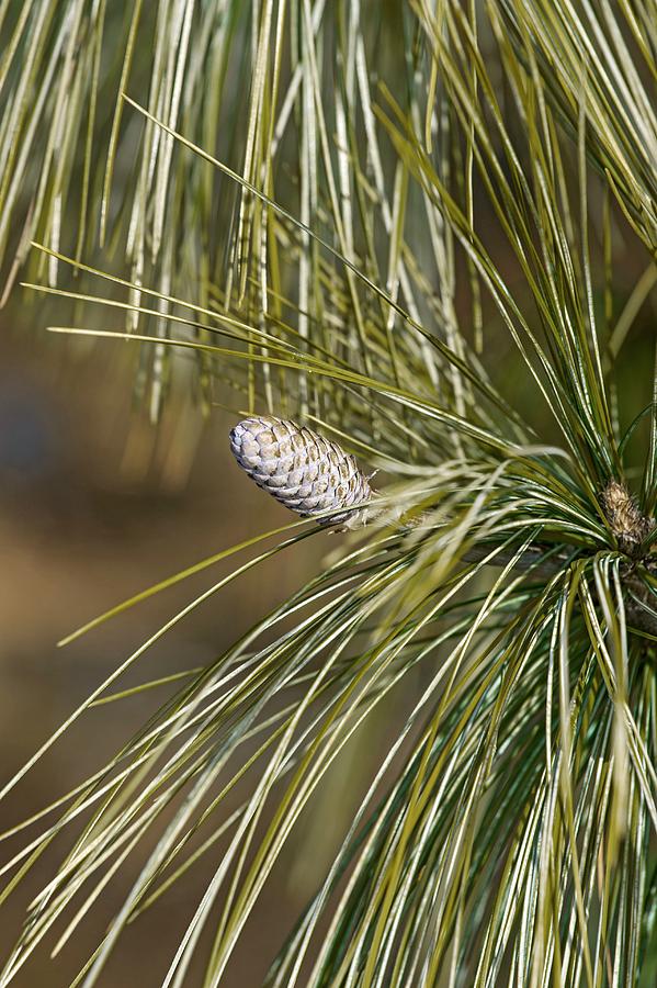 Nature Photograph - Bhutan Pine (pinus Wallichiana) by Dr. Nick Kurzenko