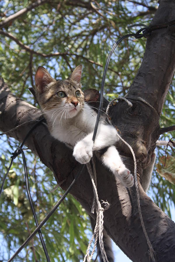 Bi-Color Tabby Cat In Tree 2 Photograph by Taiche Acrylic Art
