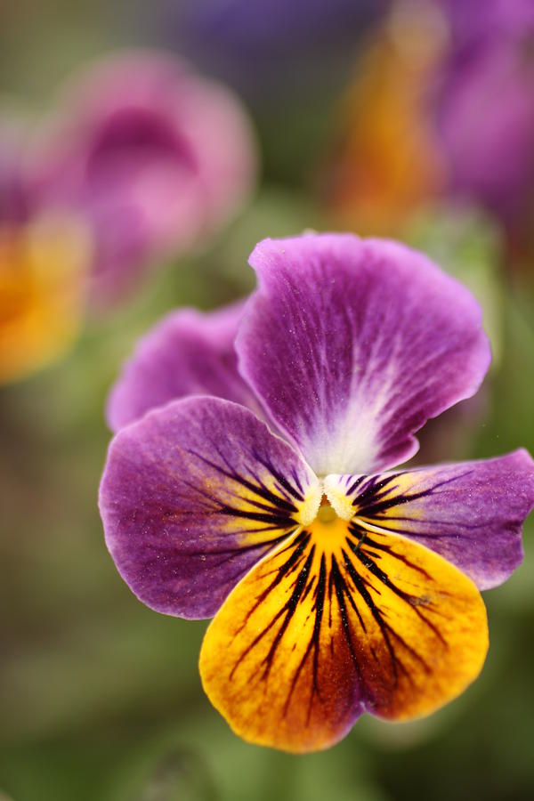Bi-Color Viola Photograph by Pat Lopez