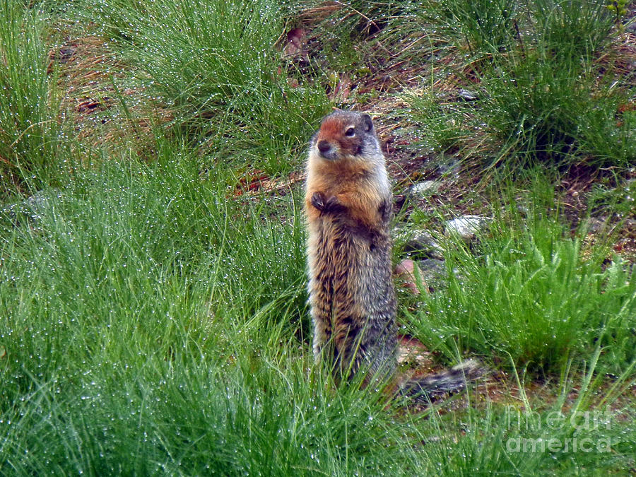 1000P Columbian Ground Squirrel Photograph by NightVisions