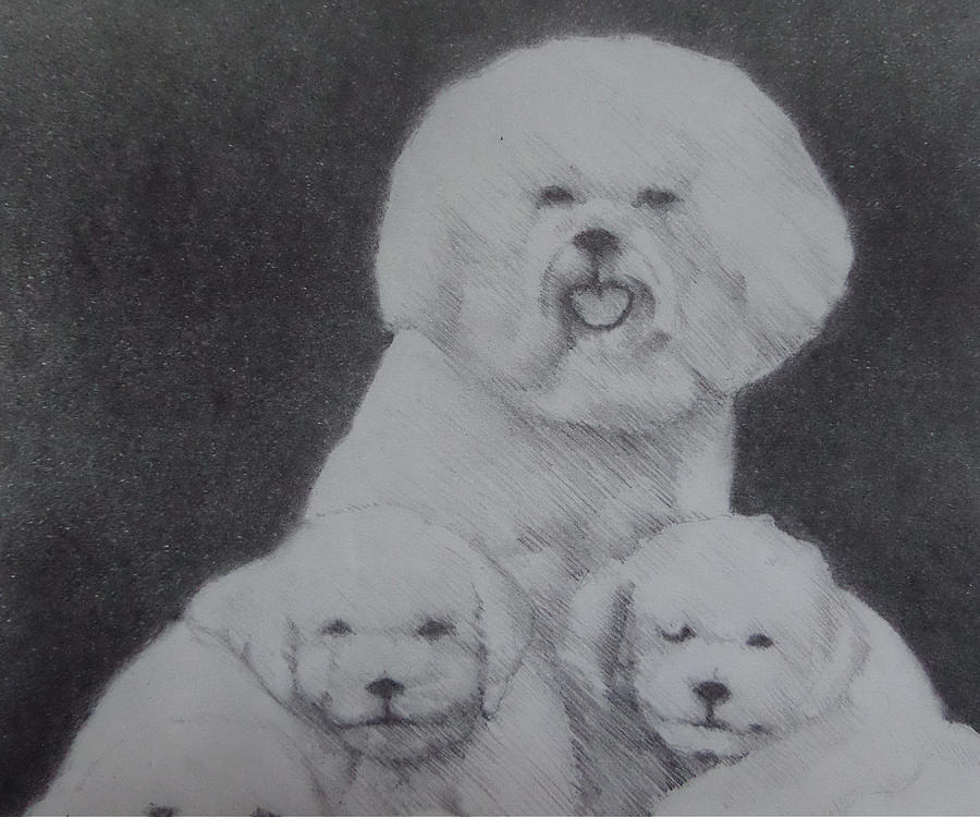 Dog Drawing - Bichon family by Myke Irving