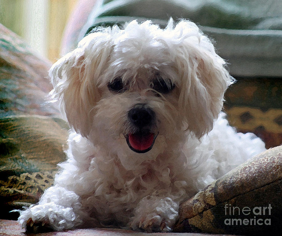 Bichon Frise Dog Portrait Photograph