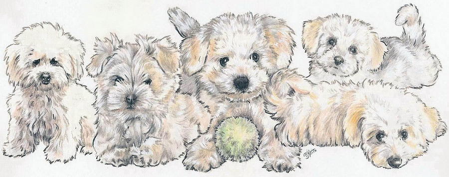 Bichon Frise Puppies Mixed Media by Barbara Keith