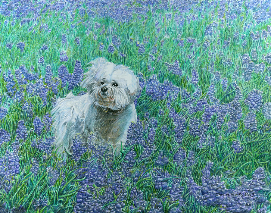 Bichon in the Bluebonnets Drawing by Dominic White