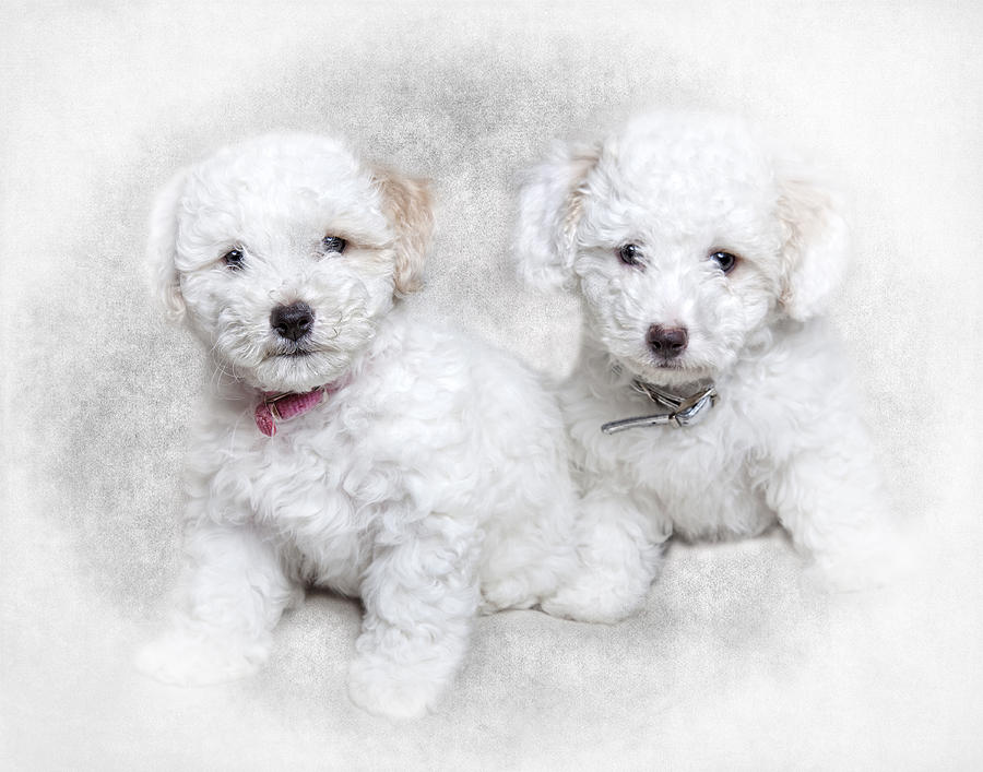 Dog Photograph - Bichon Maltipoo Puppy Dogs by Robert Jensen
