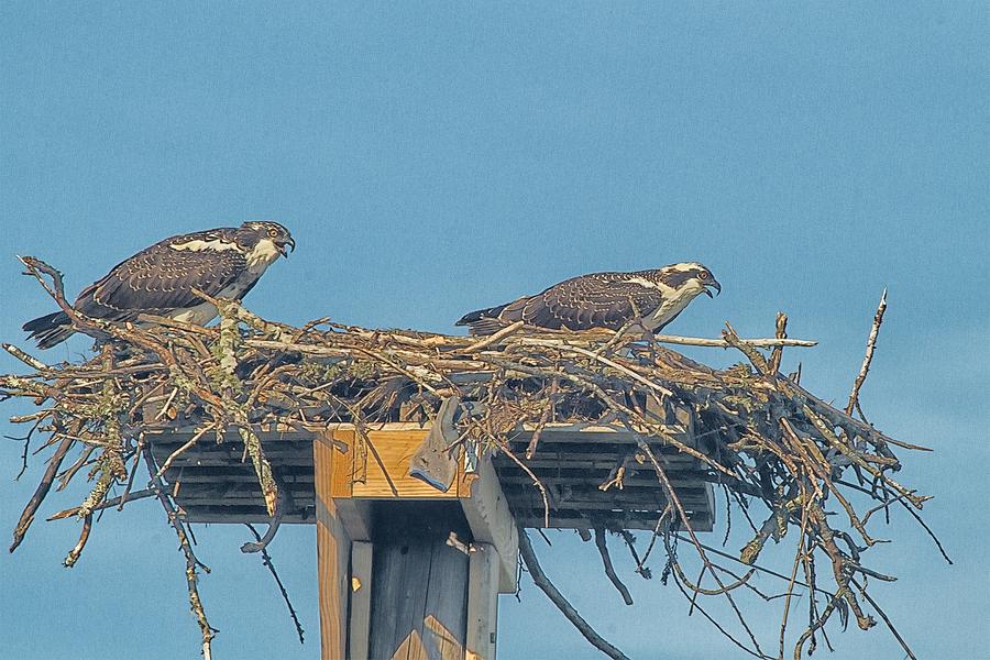 Bickering Osprey Couple Photograph by Constantine Gregory