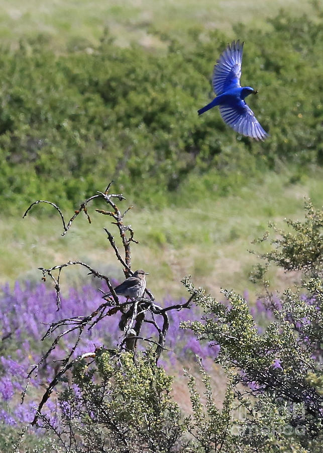 Bickleton Bluebird in Flight Photograph by Carol Groenen