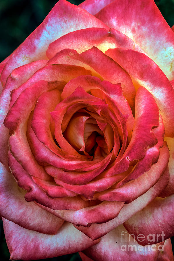 Nature Photograph - Bicolor Rose by Robert Bales