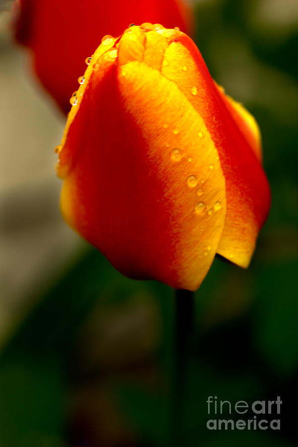 Bicolor Tulip Photograph by Robert Bales