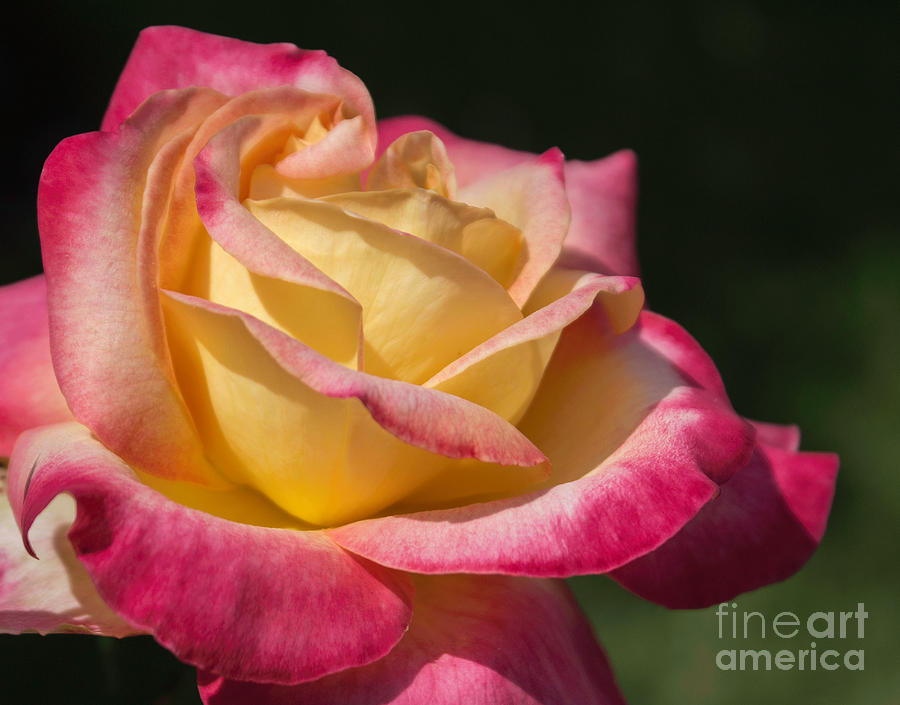 Bicolored Rose Photograph by Arlene Carmel