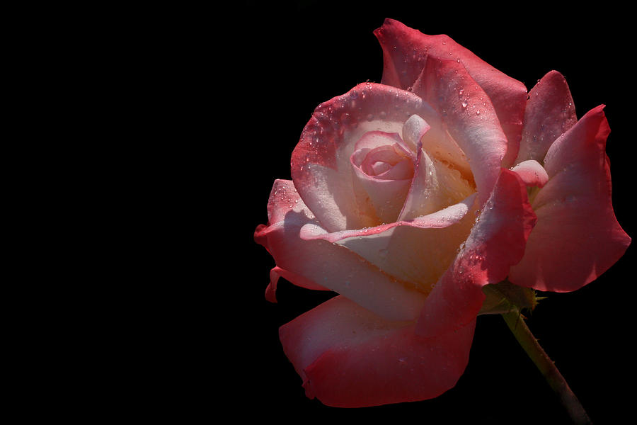 Rose Photograph - Bashful by Doug Norkum