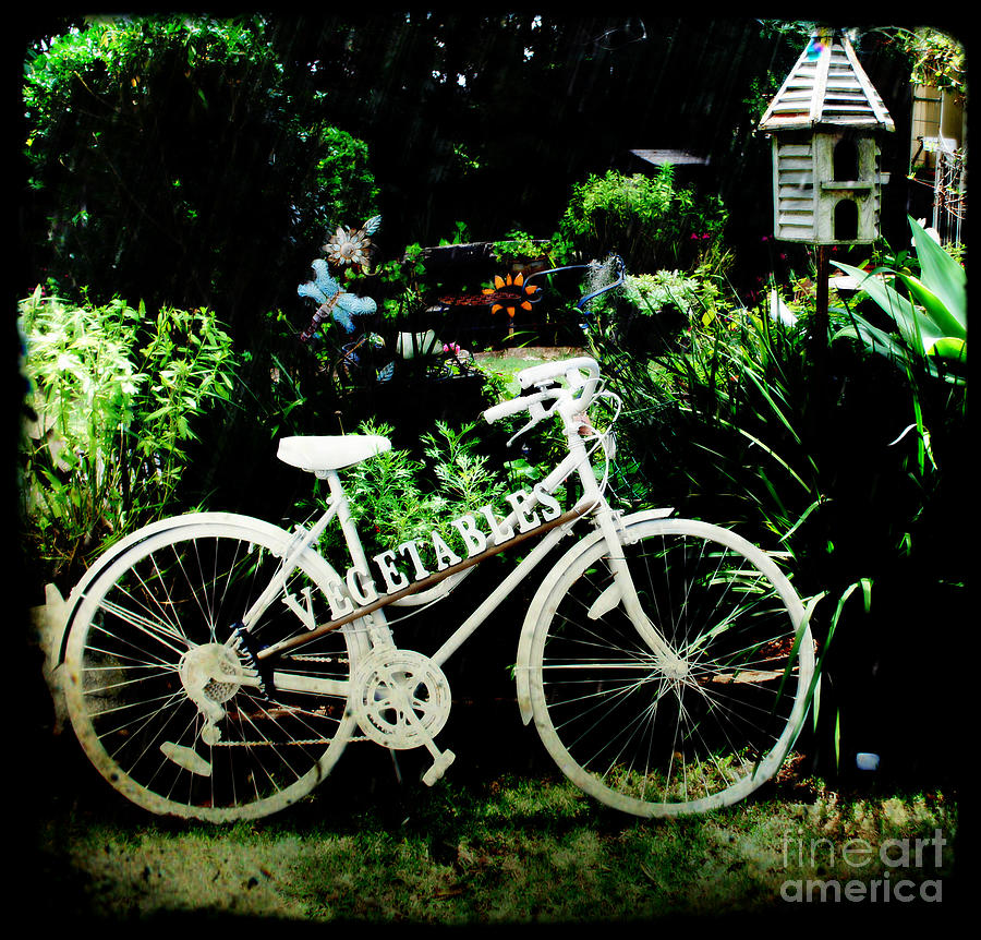 Bicycle and Bird House Photograph by Therese Alcorn