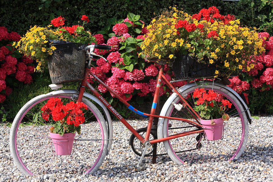 Bicycle Floral Display Photograph by Aidan Moran