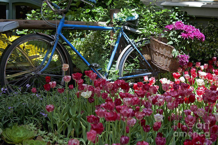 Bicycle in My Garden Photograph by Ivete Basso Photography