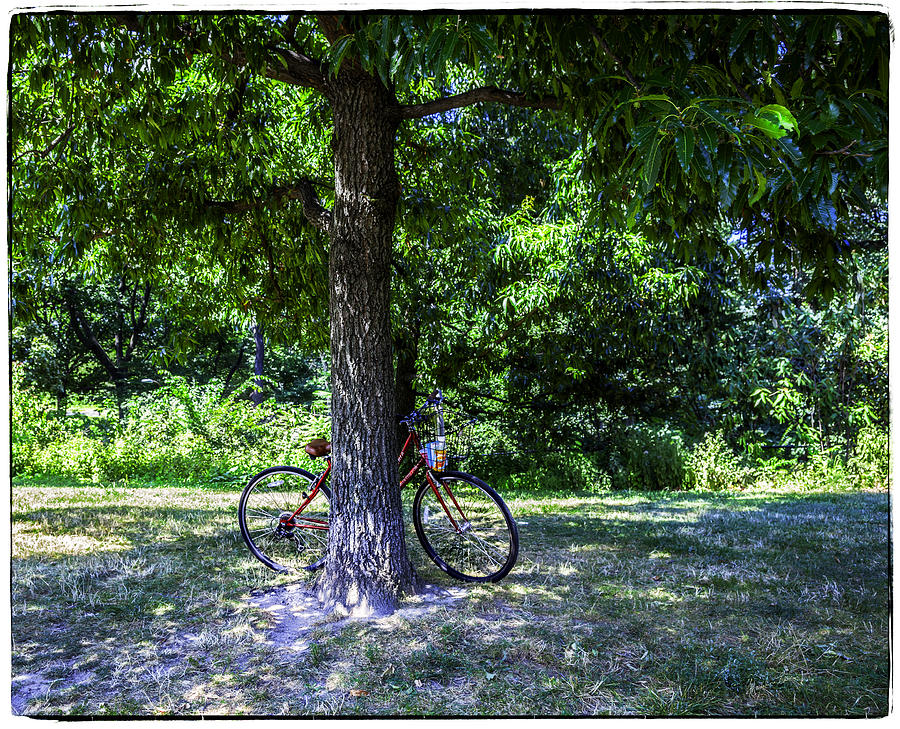 Bicycle in the Park Photograph by Madeline Ellis