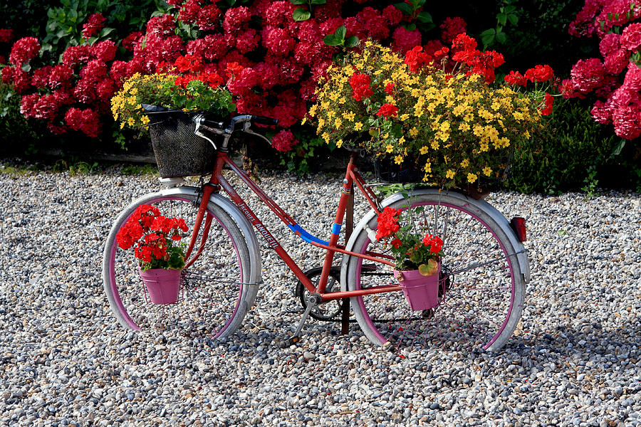 Bicycle Of Flowers Photograph by Aidan Moran
