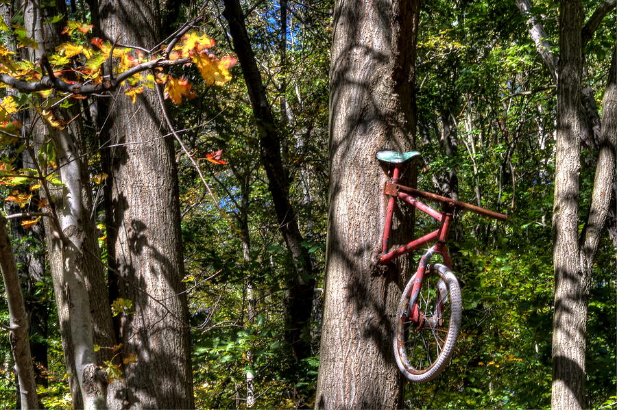 Bicycle Stuck in Tree Photograph by David Dufresne