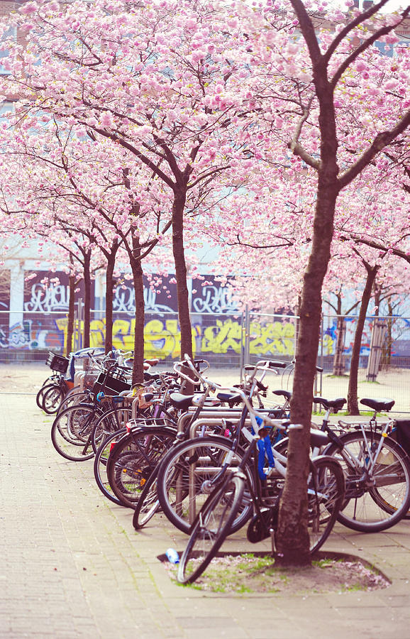 Bicycles under the Blooming Trees. Pink Spring in Amsterdam  Photograph by Jenny Rainbow