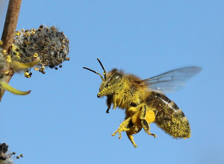 Biene im Flug Photograph by Bernhard Halbauer