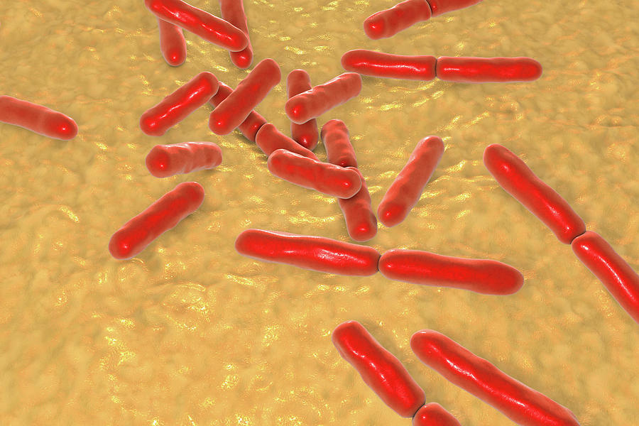 Nature Photograph - Bifidobacterium Bacteria by Kateryna Kon/science Photo Library