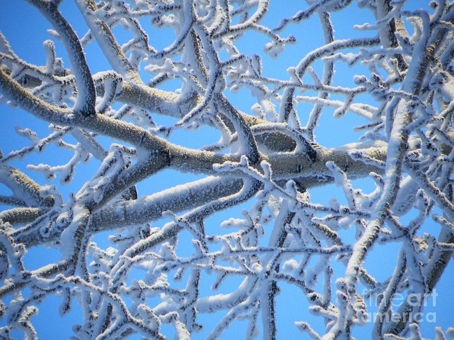 Winter Photograph - Bifurcations in white and blue by Brian Boyle