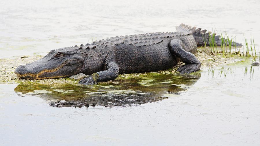 Big Alligator Photograph By Paulette Thomas - Fine Art America