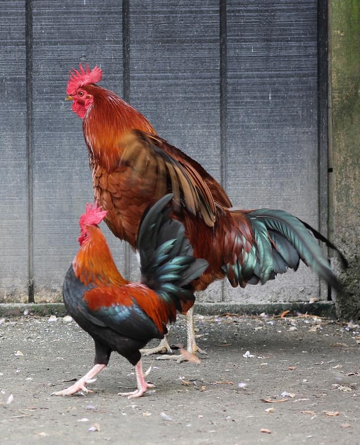 big-and-little-rooster-jeanne-kay-juhos.jpg