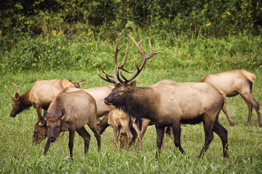 Big Arkansas Bull Elk with Harem Photograph by Michael Dougherty