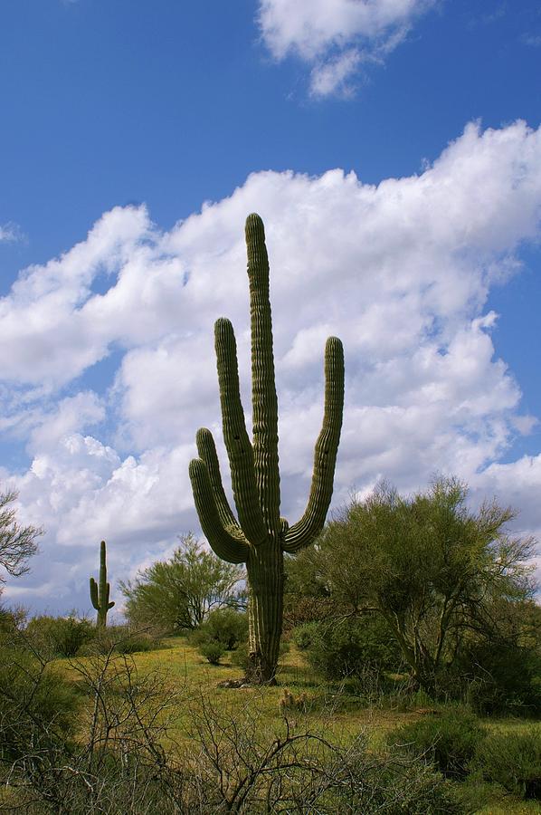 Big Arm Cactus Photograph by Barbara Stellwagen - Fine Art America