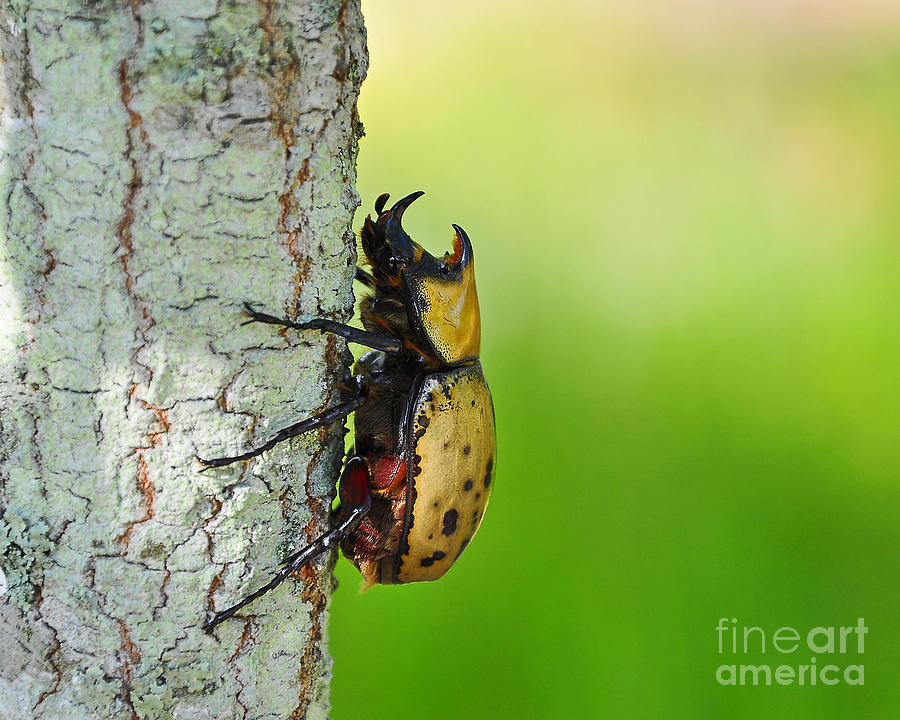 Big Bad Beetle Photograph by Al Powell Photography USA