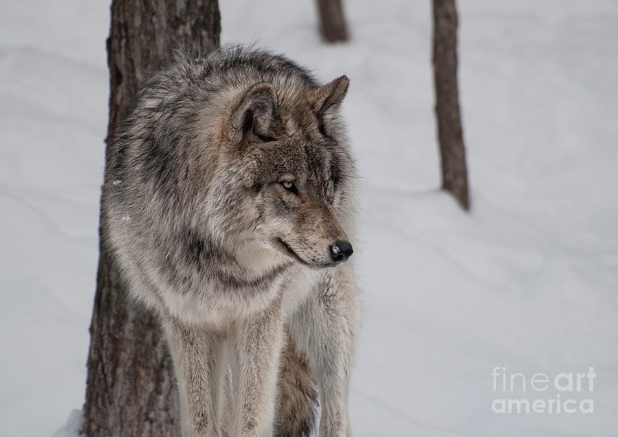 Timberwolf Photograph - Big Bad Wolf by Bianca Nadeau