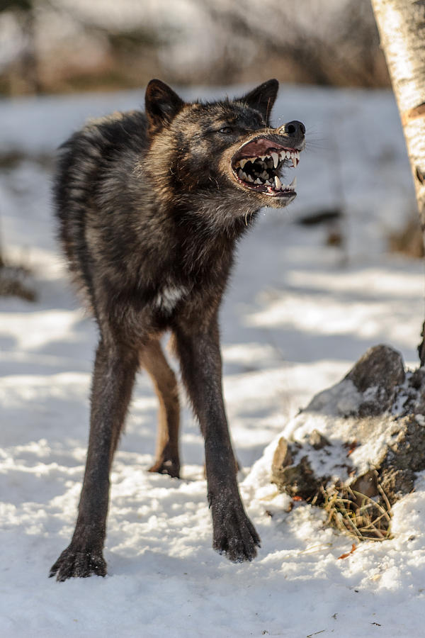 Winter Photograph - Big Bad Wolf by Jeff Wendorff
