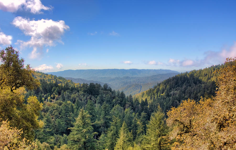 Big Basin Redwoods Photograph by Brent Durken