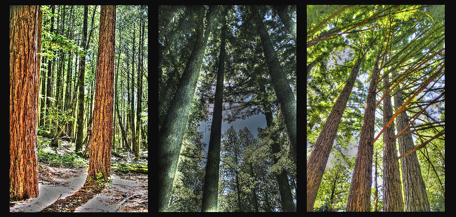 Big Basin Redwoods SP Panel Photograph by SC Heffner
