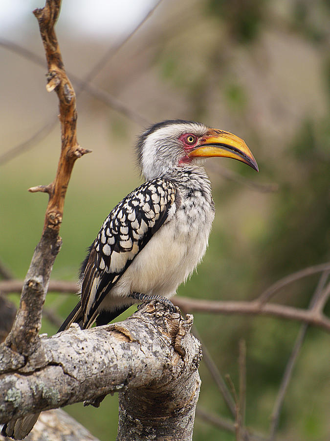 Big Beak Bird Photograph by Michela Villa