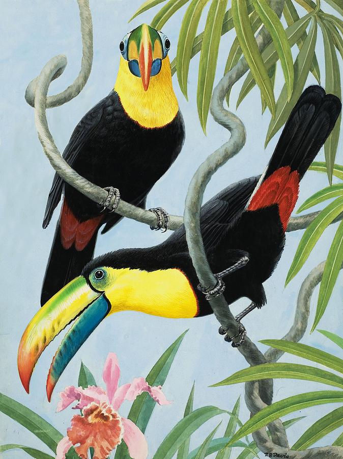 Flower Painting - Big-beaked Birds by RB Davis